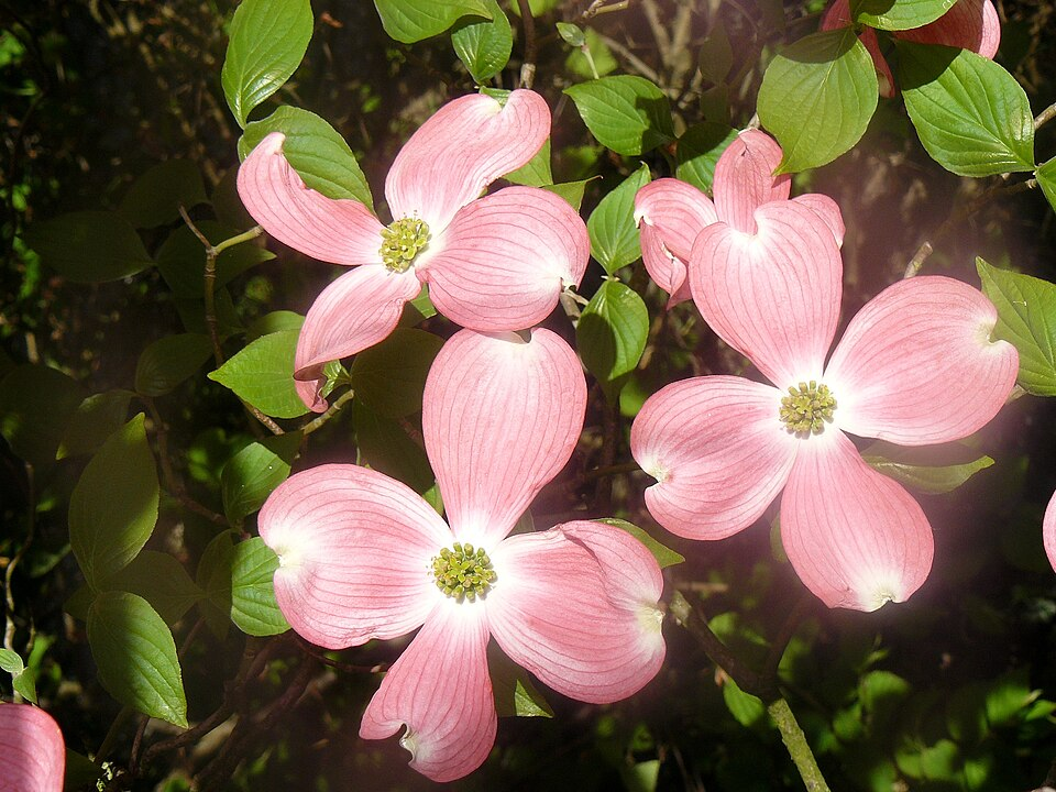 薄紅色のハナミズキの花と緑の葉